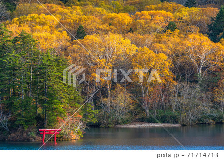 長野県 紅葉の大沼池 志賀高原の写真素材