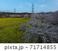 群馬県前橋市の千本桜を空撮 71714855