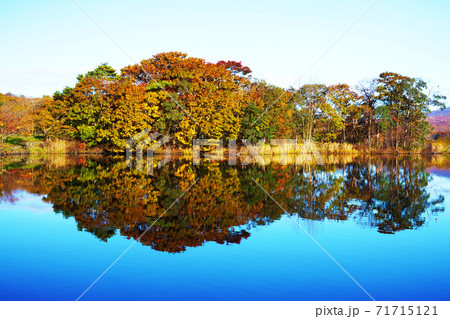 大沼公園の紅葉　黄葉　北海道 71715121
