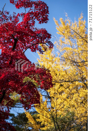 東京高幡不動のモミジ イチョウの紅葉の写真素材