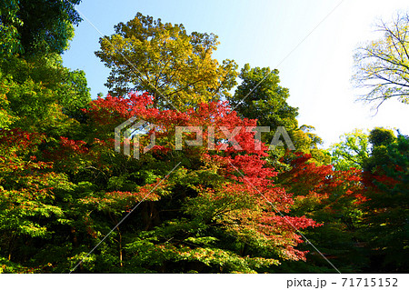 愛知県名古屋市の徳川園と紅葉の風景 庭園 紅葉 季節 11月 の写真素材