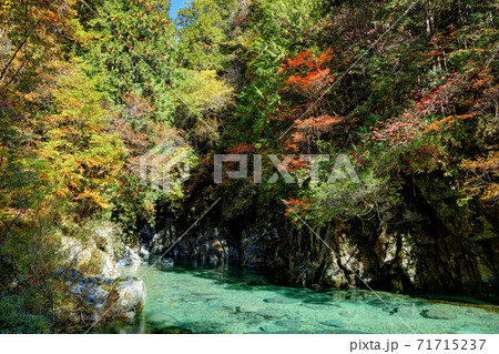 阿寺渓谷の紅葉 71715237