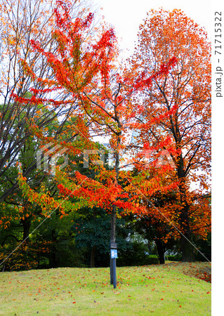 愛知県名古屋市西区のノリタケの森と紅葉の風景、赤レンガ、紅葉、街並み【11月】 愛知県名古屋市西区のノリタケの森と紅葉の風景、赤レンガ、紅葉、街並み【11月】 71715322