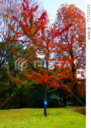 愛知県名古屋市西区のノリタケの森と紅葉の風景、赤レンガ、紅葉、街並み【11月】 愛知県名古屋市西区のノリタケの森と紅葉の風景、赤レンガ、紅葉、街並み【11月】 71715323