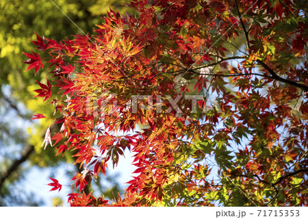 日野市高幡不動境内のモミジの紅葉が始まった 71715353