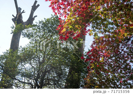 日野市高幡不動境内のモミジの紅葉が始まったの写真素材