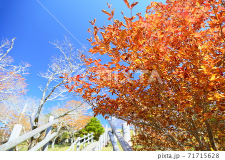 鮮やかシロヤシオ紅葉 鮮やかシロヤシオ紅葉 71715628