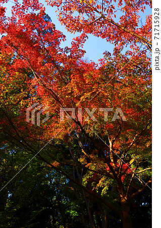 愛知県名古屋市の徳川園と紅葉の風景 庭園 紅葉 季節 11月 の写真素材