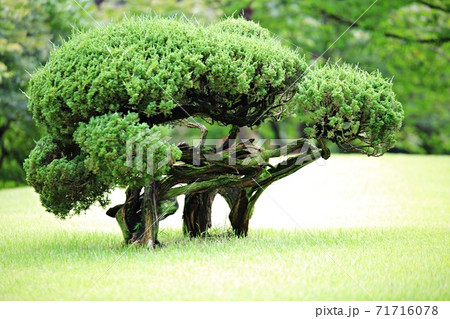 公園 木 ビビチュ 71716078