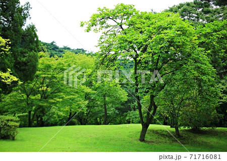 ガーデン 庭園 公園 71716081