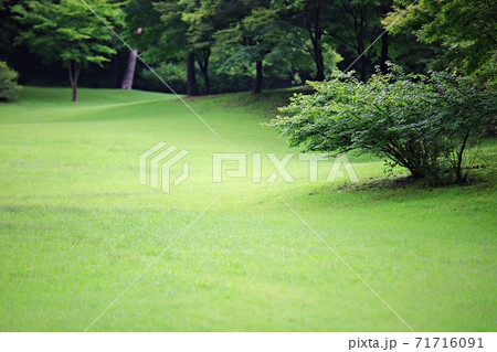 ガーデン 庭園 緑 71716091