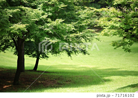 ガーデン 庭園 公園 71716102