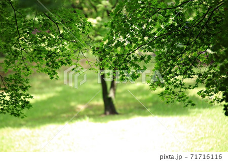 ガーデン 庭園 公園 71716116