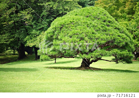 ガーデン 庭園 公園 71716121