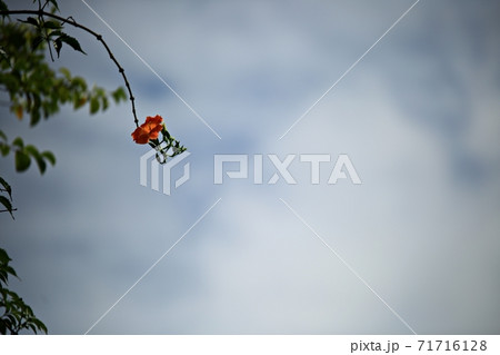 植物 花 松 71716128