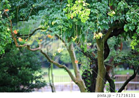 ガーデン 庭園 木 71716131