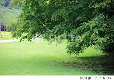 ガーデン 庭園 公園 71716145