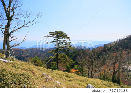 トウヒの大木 71716188