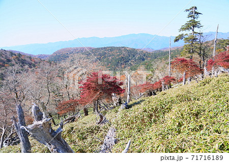 鮮やかシロヤシオ紅葉 71716189