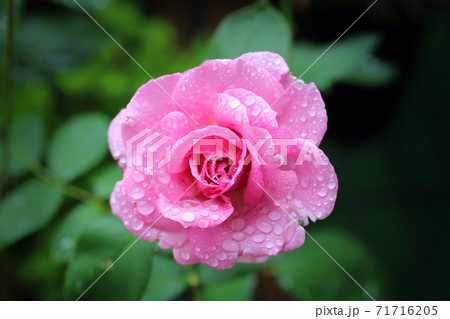 雨に濡れたバラ 71716205