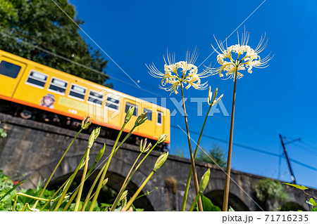 三重県いなべ市　北勢線のめがね橋を通り過ぎる黄色い電車と白い彼岸花 71716235