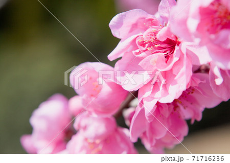 ピンク色の桃の花のアップの写真素材 [71716236] - PIXTA