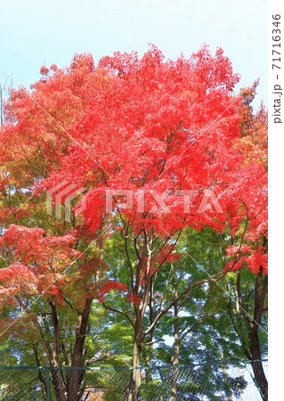 紅葉（埼玉県入間市） 71716346