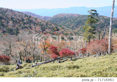 鮮やかシロヤシオ紅葉 71716961