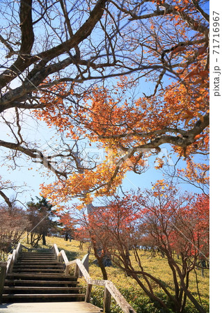 鮮やかシロヤシオ紅葉 71716967