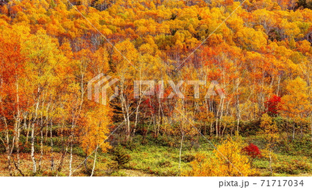 志賀高原平床の秋 71717034