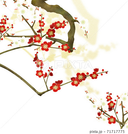 紅白の梅の背景 - 複数のバリエーションがあります 紅白の梅の背景 - 複数のバリエーションがあります 71717775
