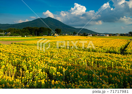 筑波山とひまわり畑 71717981