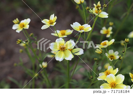 秋の花壇に咲くウインターコスモスの花 秋の花壇に咲くウインターコスモスの花 71718184