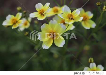 秋の花壇に咲くウインターコスモスの花 秋の花壇に咲くウインターコスモスの花 71718189