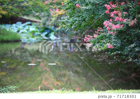 ガーデン 庭園 花 71718301