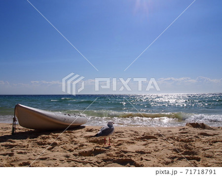 モートン島のビーチとカモメ モートン島のビーチとカモメ 71718791