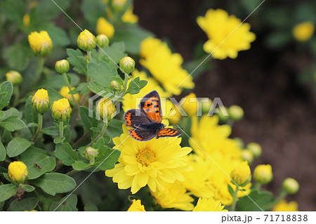 秋の花壇に咲くポットマムの黄色い花の蜜を吸うベニシジミ 71718838