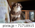 わんこ見つめる 71718915