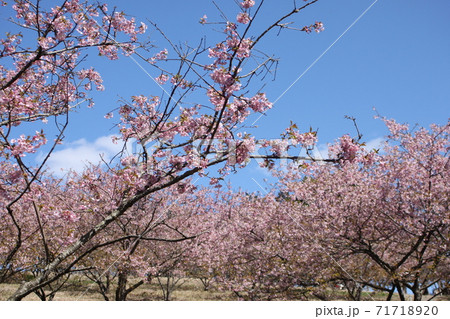 青空の下 満開の河津桜 青空の下 満開の河津桜 71718920