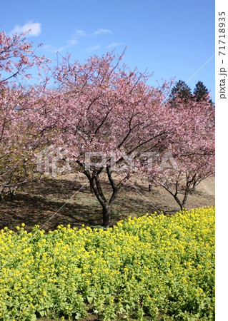 青空の下に広がる菜の花畑と満開の河津桜 青空の下に広がる菜の花畑と満開の河津桜 71718935