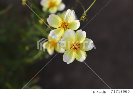 秋の花壇に咲くウインターコスモスの黄色い花 秋の花壇に咲くウインターコスモスの黄色い花 71718969