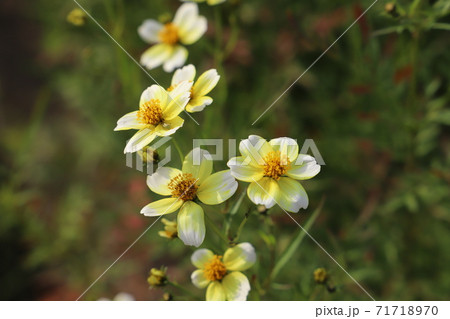 秋の花壇に咲くウインターコスモスの黄色い花 秋の花壇に咲くウインターコスモスの黄色い花 71718970