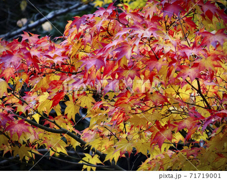 口紅のように、赤と黄色のグラデーションに紅葉した京都のもみじ 041 口紅のように、赤と黄色のグラデーションに紅葉した京都のもみじ 041 71719001