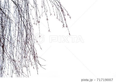 Bare birch branches against a bright white sky in autumn, winter or early spring. 71719007
