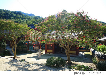 花 万 提灯 71719046