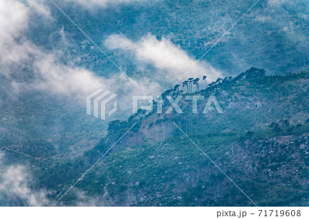 Thick green forest on a hillside in the evening fog. Trees in the fog. 71719608
