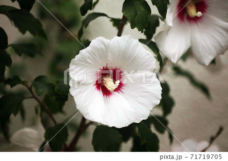 白いムクゲの花の写真素材