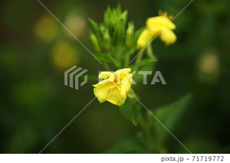 野草 夕方から咲くマツヨイグサの花の写真素材