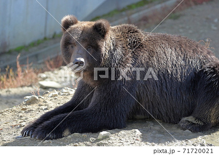 見つめる熊 ヒグマ 秋田県 くまくま園 の写真素材 71720021 Pixta