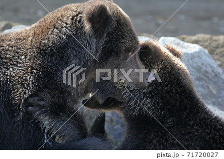 クマ同士の争い(ヒグマ 秋田県 くまくま園) クマ同士の争い(ヒグマ 秋田県 くまくま園) 71720027
